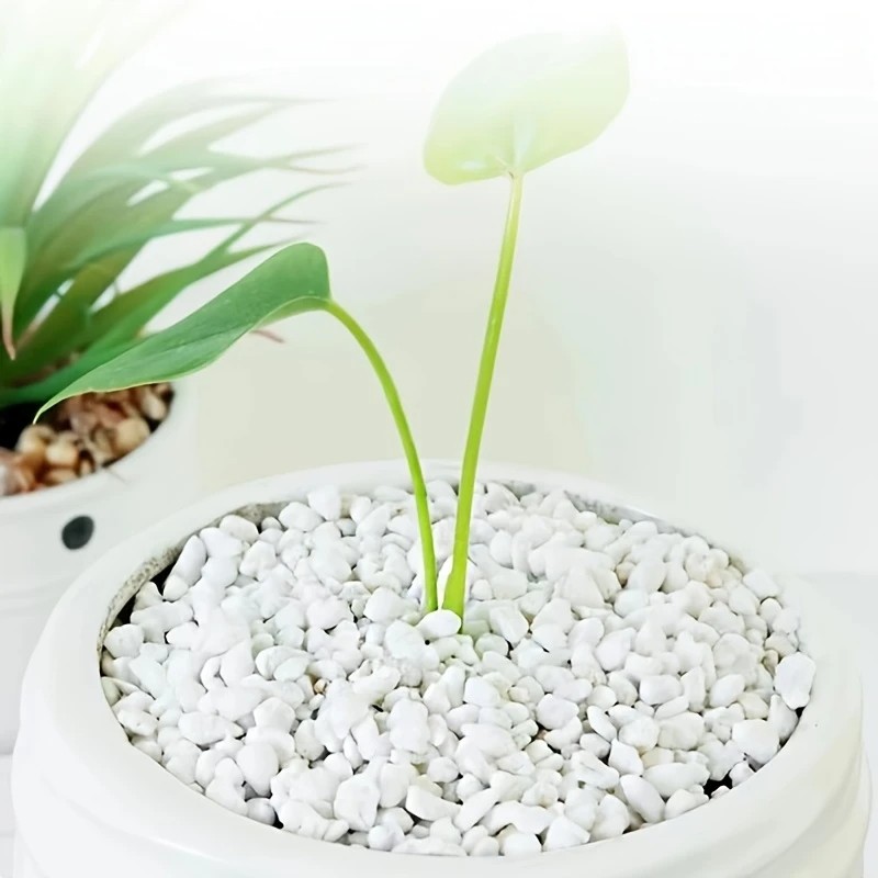Pet Beds - Orchidée succulente en perles de haute