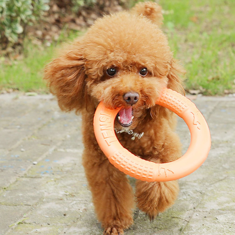 Anneau d'entraînement pour chi - Snuffle Mat For Dogs avis et prix
