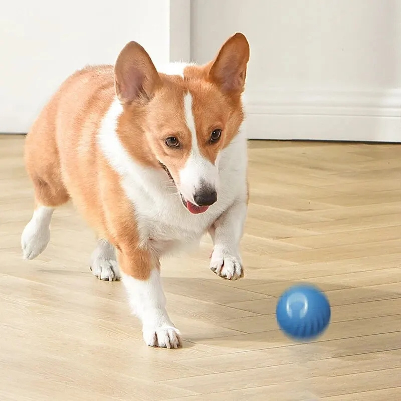 Balle interactive électrique p - Automatic Moving Dog Ball avis et prix